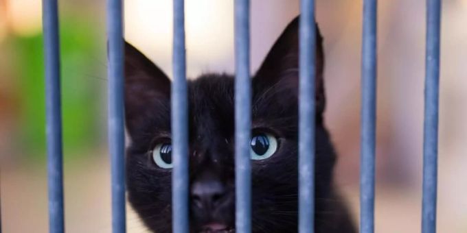 Viele Tierheime berichteten von einer regelrechten Katzenschwemme. Foto: Oliver Dietze/dpa Viele Tierheime berichteten von einer regelrechten Katzenschwemme. Foto: Oliver Dietze/dpa