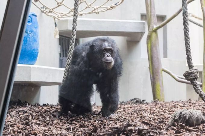 Schimpanse Tatu schimpanse zoo basel
