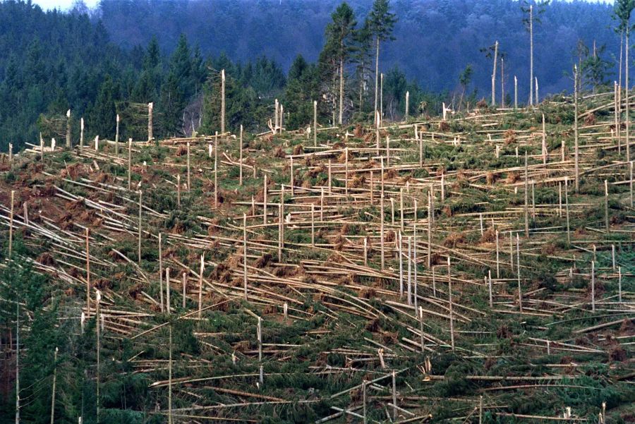 Ein von Orkan «Lothar» zerstörtes Waldstück in Simonswald im Schwarzwald.