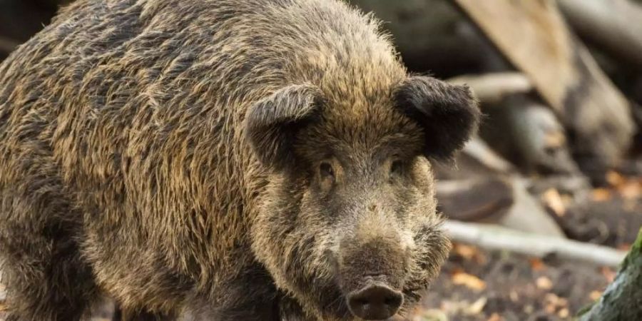 Ein Wildschwein steht in einem Gehege im Wildpark Düsseldorf. Foto: Christophe Gateau/dpa