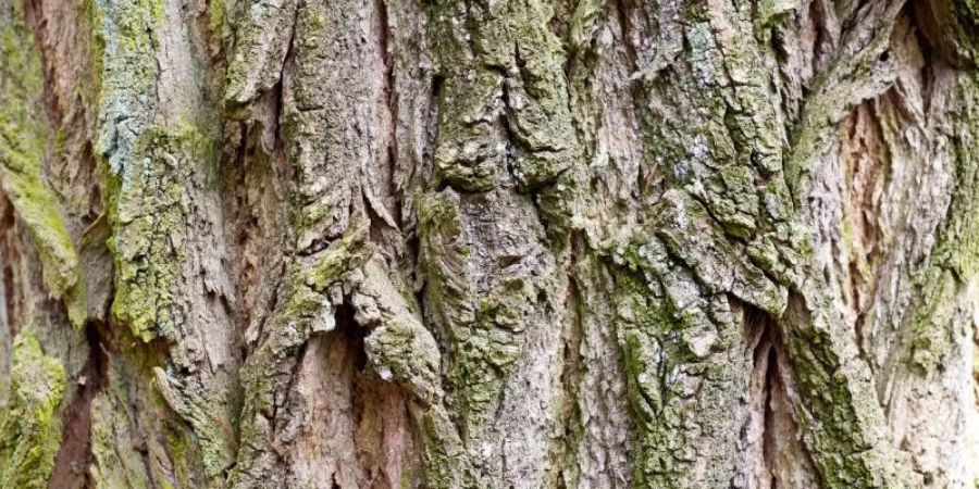 Nachbarschaftsstreit baum