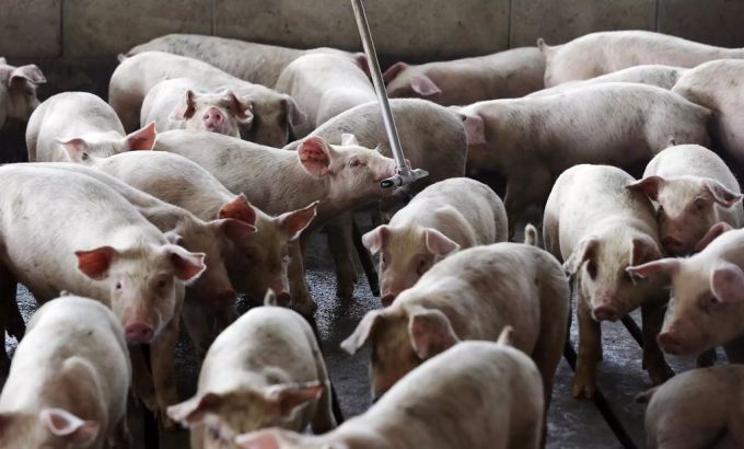 Die Schweinepest sorgt in China für Schweinefleisch-Engpässe. Schweinepest China Fleisch
