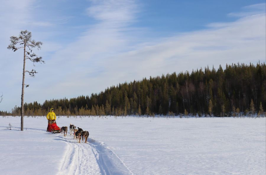 Schnee Schlittenhund Schlitten Wald