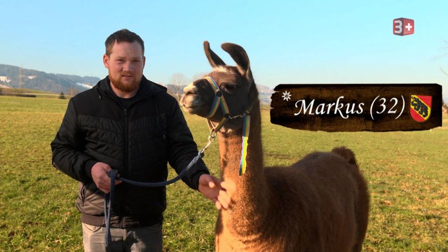 Markus aus Bern hat sechs Lamas.