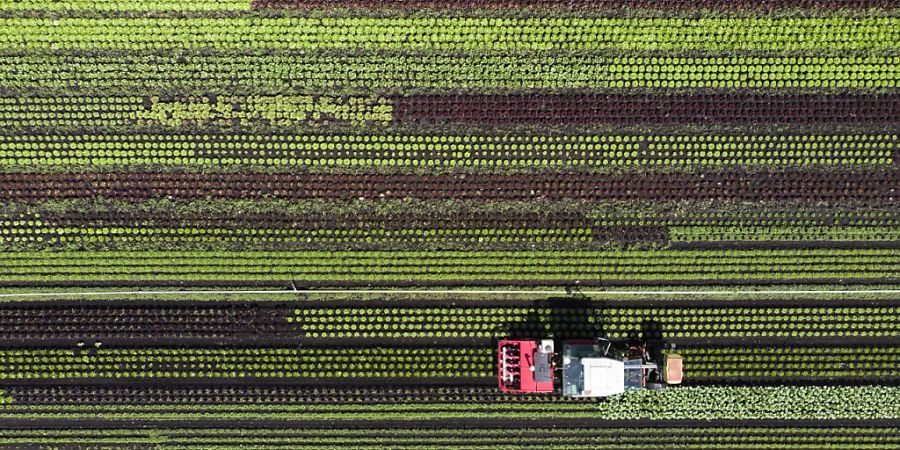 Ein Traktor mit einem Roboter auf einem Salatfeld in Galmiz FR. Dank der Maschine sollen 40 bis 70 Prozent weniger Pflanzenschutzmittel eingesetzt werden. (Archivbild)