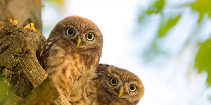 BirdLife Schweiz leitet unter anderem das Steinkauz-Artenförderungsprojekte. (Symbolbild) Steinkauz