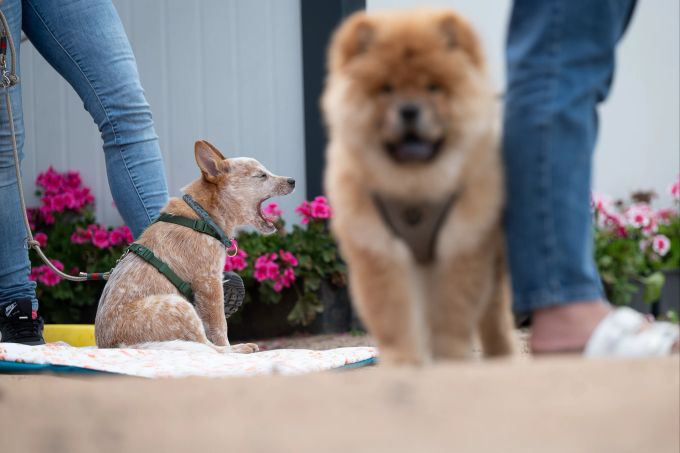 Nach drei bis vier Minuten intensiven Spielens sollten aufgeregte Welpen getrennt werden und wieder runterfahren. Welpen Hund Jeans Beine