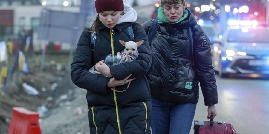 Ukraine Hund Flüchtlinge