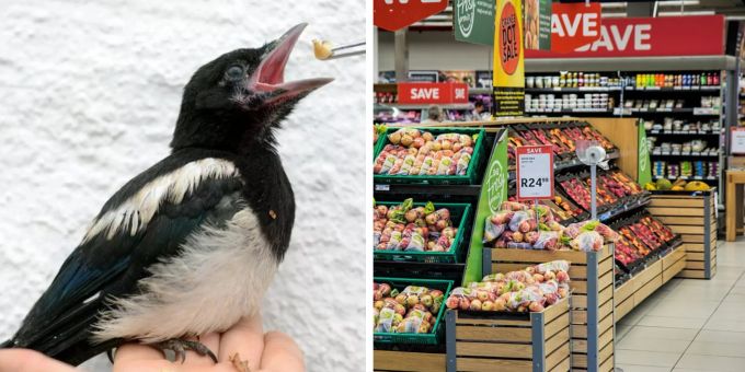 In einem französischen Supermarkt lebt eine Elster. Elster Supermarkt