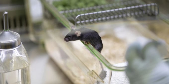 Kranke ins Ausland - Argumente der Gegner gegen das Tierversuchsverbot