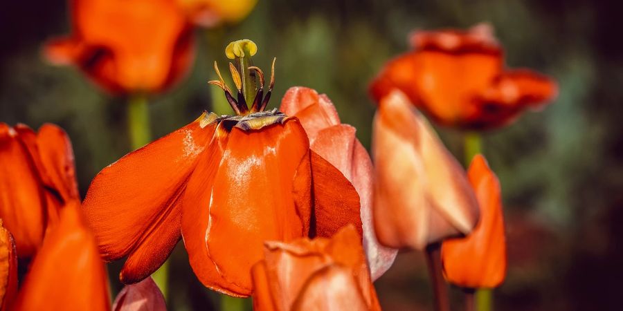 Tulpen rot Blüte verwelken