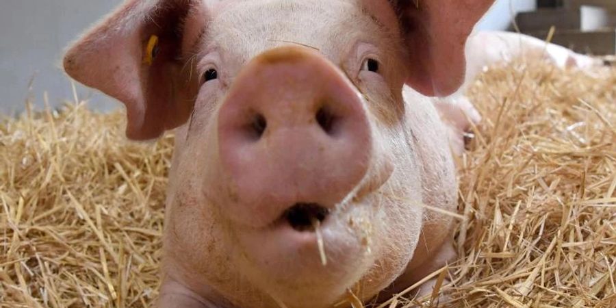 Ob Schweine gut oder schlecht gelaunt sind, können Forscher nun anhand der Grunzlaute der Tiere erkennen. Foto: Marijan Murat/dpa