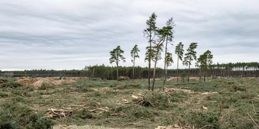 Einzelne Bäume stehen noch auf dem Gelände für das zukünftige Tesla Werk in Grünheide. Foto: Fabian Sommer/dpa