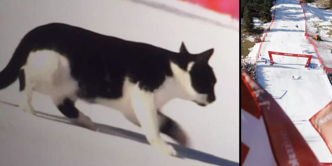 Lacher in Adelboden - Katze flaniert über die Weltcup-Piste