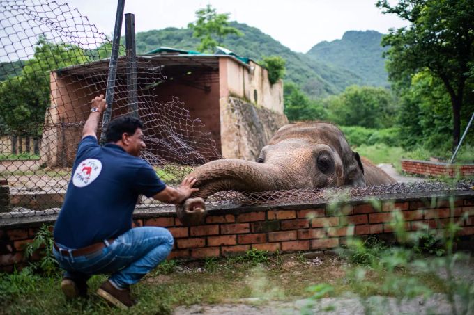 Amir Khalil, Tierarzt der Tierschutzorganisation Vier Pfoten, begrüßt im Zoo Islamabad den Elefanten namens Kaavan. kaavan