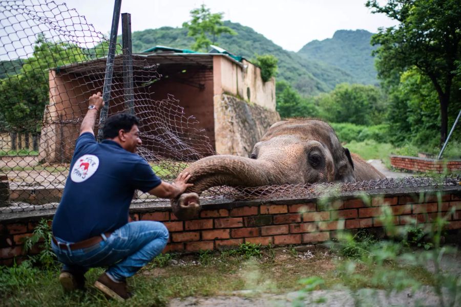 kaavan