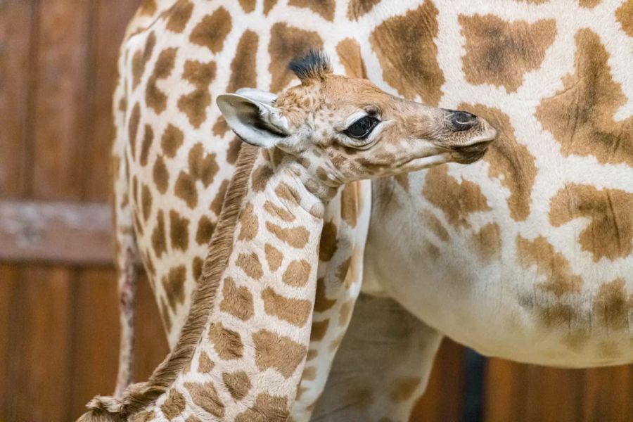 Die Giraffen im Zoo Basel gehören zu einer bedrohten Unterart.