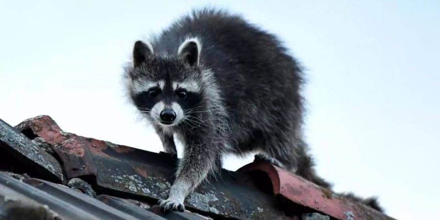 Ein Waschbär klettert über ein Dach in Berlin. Foto: Britta Pedersen/dpa-Zentralbild/dpa