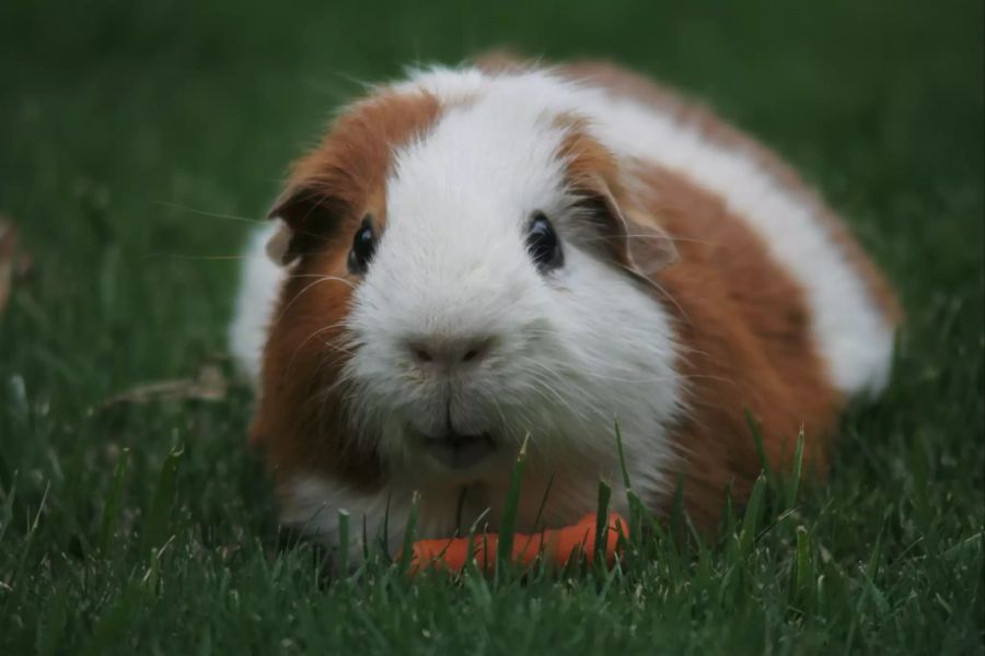 Meerschweinchen draussen im Gras.