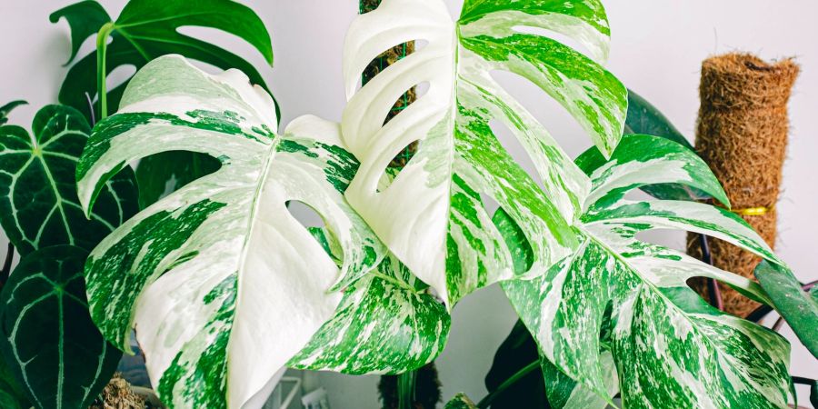 Monstera Zimmerpflanze