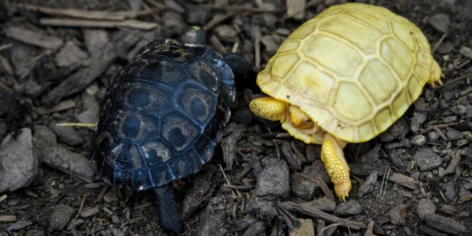 Servion Tropiquarium - Albino-Baby einer Riesenschildkröte geboren