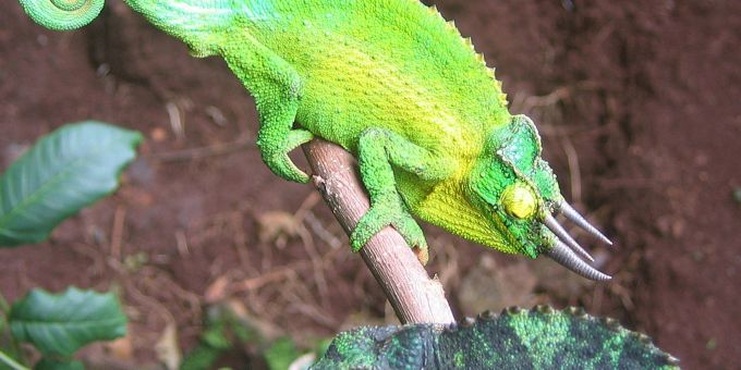 Ein männliches Dreihornchamäleon (oben) wirbt auf der hawaiianischen Insel Oahu mit seiner aufälligen Färbung um ein Weibchen. Ein männliches Dreihornchamäleon (oben) wirbt auf der hawaiianischen Insel Oahu mit seiner aufälligen Färbung um ein Weibchen.