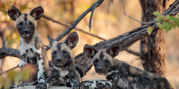 Afrikanische Wildhunde liegen auf dem Boden. Der Klimawandel setzt Tiere und Pflanzen unter Druck: Um zu überleben, müssen sie sich anpassen. afrikanischer wildhund