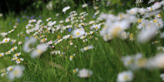 Gartenmagazin - Darum sollte man im Mai den Rasen wachsen lassen Gartenmagazin - Darum sollte man im Mai den Rasen wachsen lassen