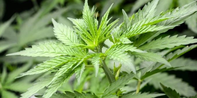 Der Verkauf von Cannabis startet am 15. September. Cannabis als Rauschmittel