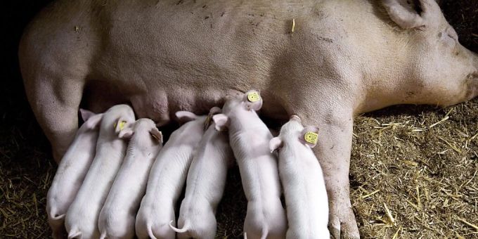 Diese Ferkel haben es besser als ihre Artgenossen in einem Berner Bauernbetrieb. Dort wurden jüngst 130 tote Tiere gefunden, der Betreiber muss mit einer Strafanzeige rechnen. (Symbolbild) Diese Ferkel haben es besser als ihre Artgenossen in einem Berner Bauernbetrieb. Dort wurden jüngst 130 tote Tiere gefunden, der Betreiber muss mit einer Strafanzeige rechnen. (Symbolbild)