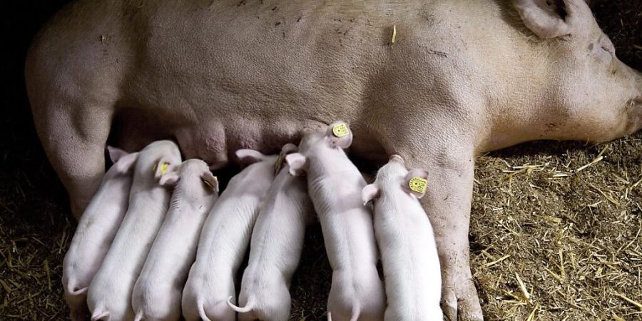 Diese Ferkel haben es besser als ihre Artgenossen in einem Berner Bauernbetrieb. Dort wurden jüngst 130 tote Tiere gefunden, der Betreiber muss mit einer Strafanzeige rechnen. (Symbolbild)