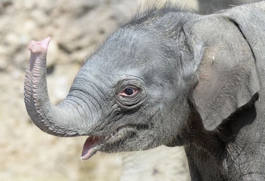 elefantenbaby zoo zürich