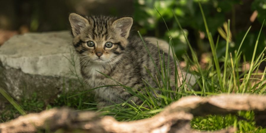 Tierpark Bern hat drei kleine Wildkatzen-Jungtiere bekommen.