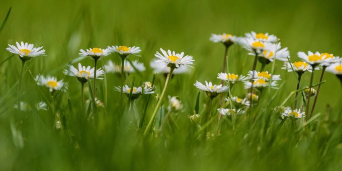 Frühling. (Symbolbild) blumen