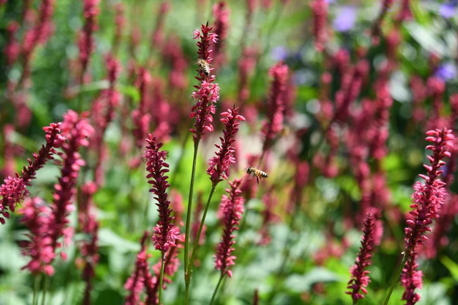 Kerzen-Knöterich fucsia grün Blumen