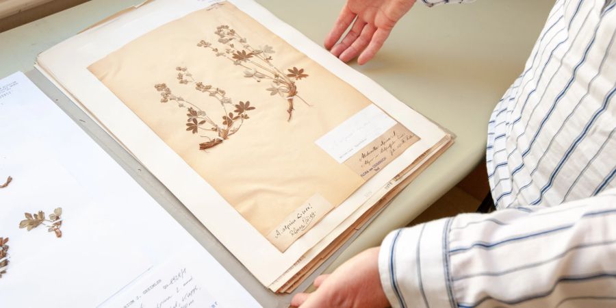 Herbarium Papier Pflanzen Museum Mann