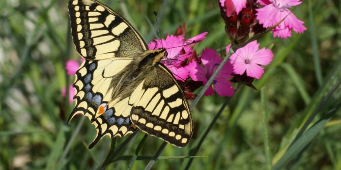 Schwalbenschwanz Papilio machaon