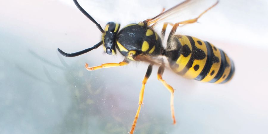 Der Grund dafür ist die Wespen-Population, die im Spätsommer ihren Höchststand erreicht.