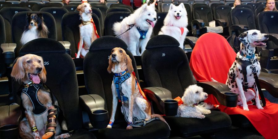 Sogenannte Petfluencer, also Tiere mit reichweitenstarken Accounts, sitzen vor Beginn der Vorführung des Films «DC League of Super-Pets» in einem Kölner Kino.