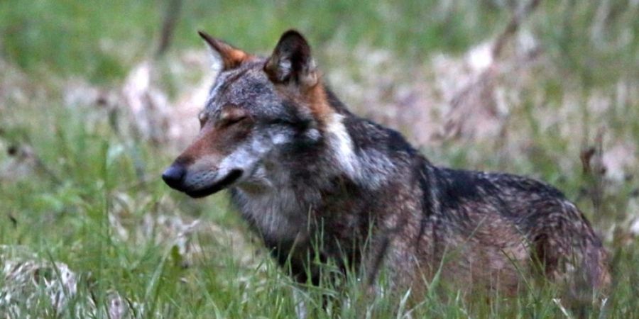 In der Region Goms-Aletsch soll ein Wolf erlegt werden. Laut den Walliser Behörden handelt es sich um einen Einzelwolf ohne Rudel. (Archivbild)