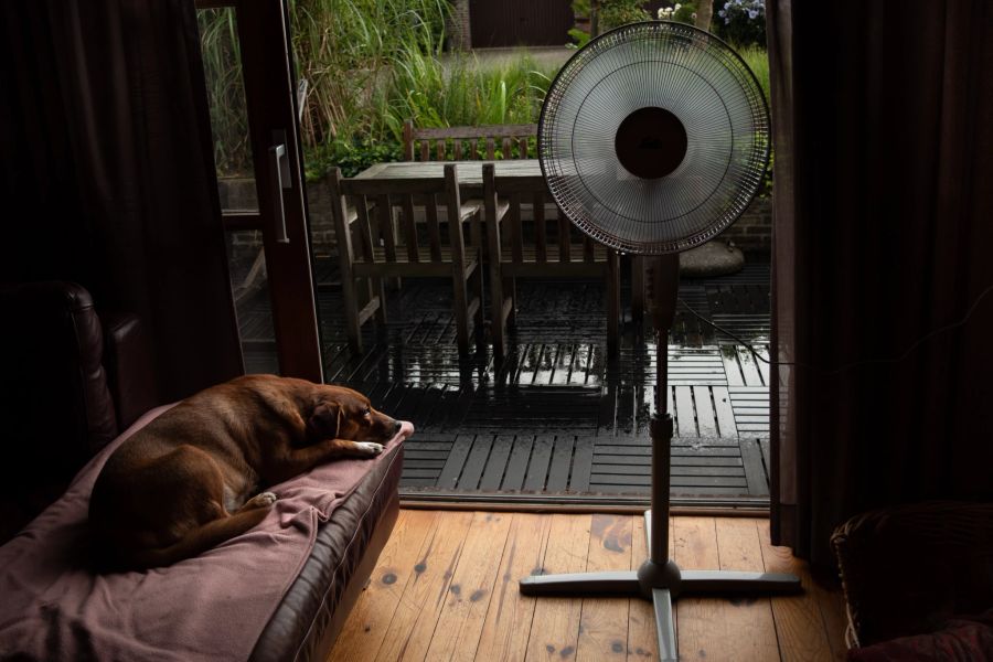 Hund Standventilator Tisch Stühle