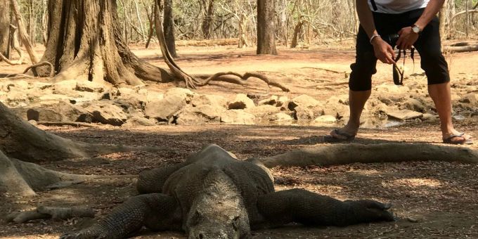 Ein Tourist nähert sich auf der «Drachen-Insel» einem Komodowaran. Ein Tourist nähert sich auf der «Drachen-Insel» einem Komodowaran.
