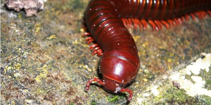 Tausendfüssler haben nicht wirklich tausend Füsse: Unter dem Bauch reihen sich höchstens einige Hundert der kleinen Beinchen aneinander. Tausendfüssler haben nicht wirklich tausend Füsse: Unter dem Bauch reihen sich höchstens einige Hundert der kleinen Beinchen aneinander.