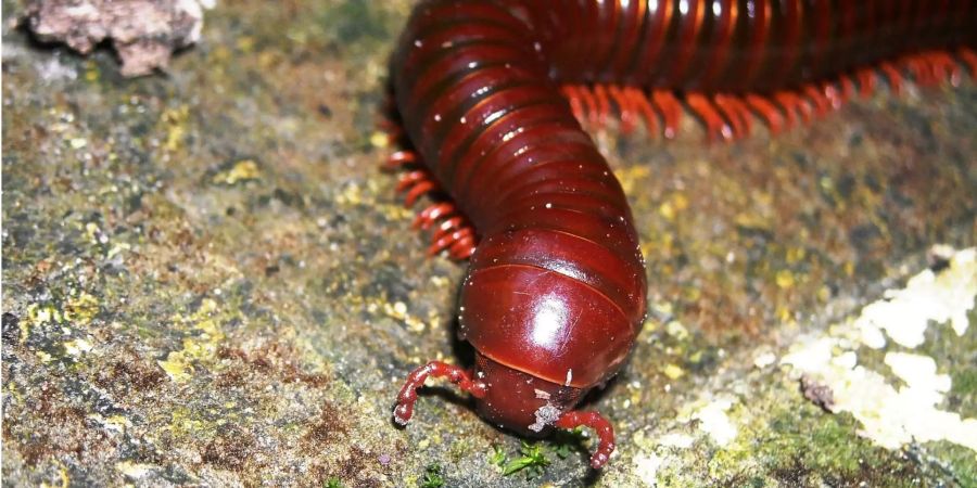 Tausendfüssler haben nicht wirklich tausend Füsse: Unter dem Bauch reihen sich höchstens einige Hundert der kleinen Beinchen aneinander.