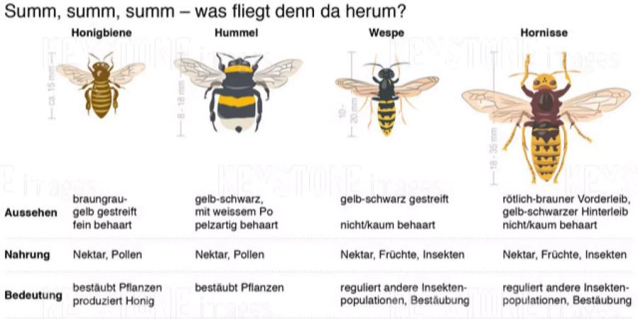 Der Stich der Bienen- und Wespenarten sind zwar meist schmerzhafter als der von Mücken und Co, allerdings sind die gelben Insekten friedliebend und greifen nur bei Bedrohung an.