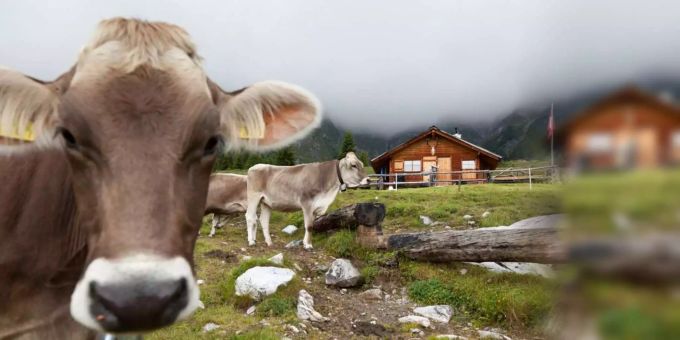 Alp-Horn-Verbot - Hornkuh-Capaul droht mit Anzeige gegen Alp Tamins