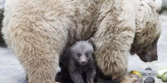Winterthur - Wildpark Bruderhaus soll keine Bären bekommen