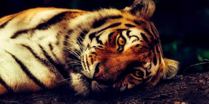 Der Tiger ist eine weltweit vom Aussterben bedrohte Grosskatze. tiger