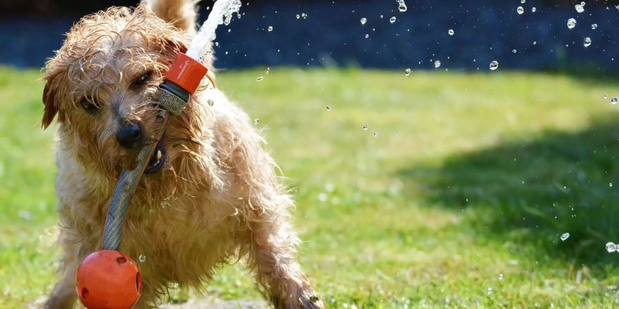 Hunde und Katzen leiden besonders unter der Hitze.