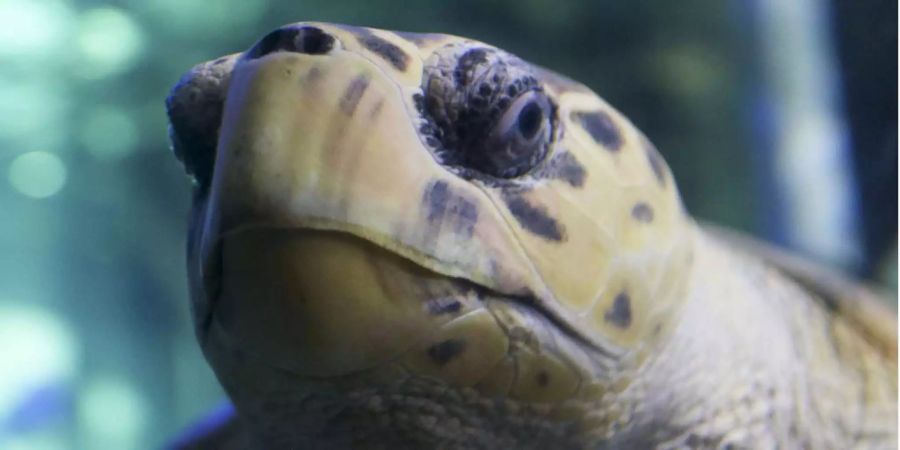 Diese Wasserschildkröte würde auch nicht so verärgert dreinschauen, wenn Sie endlich mal das Aquarium putzen würden.